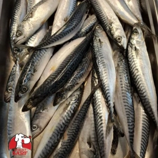 Makrela - celá 10 - 11 ks (1 kg) 